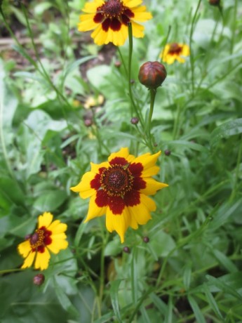 dyers coreopsis