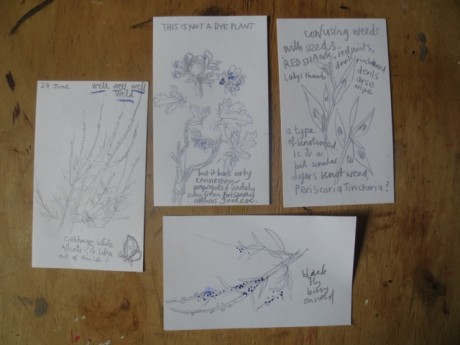 notes from the garden 4